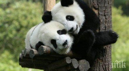 уникално зоопарка берлин родиха едновременно две панди