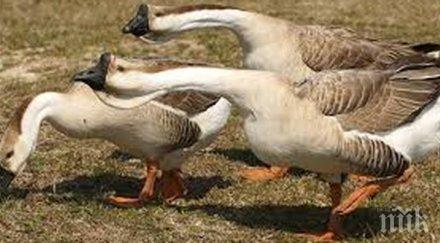 съдят патици гъски франция