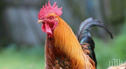 шок петел уби стопанката