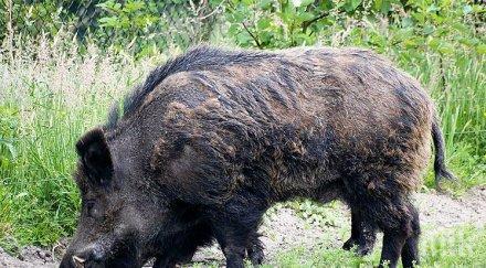 решават удължаване срока лов дивя свиня