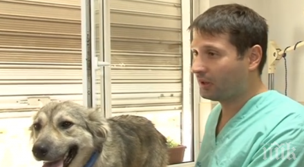 ветеринар обясни влаченото куче било обречено сигурна смърт