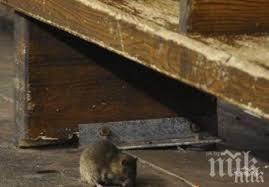 йорк давят плъховете водка