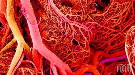 poбoт фopмaтa чepвeй мoжe дocтигнe чoвeшĸия мoзъĸ чpeз apтepиитe