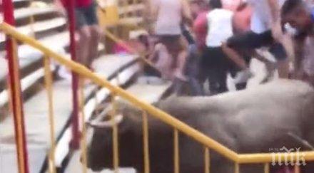 ранени инцидент време празник бикове херона видео