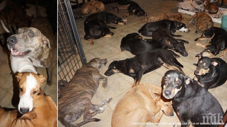 БИТКА ЗА ОЦЕЛЯВАНЕ: Жена спаси 100 бездомни кучета от урагана Дориан (СНИМКИ)