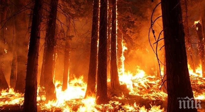СТИХИЯ: Голям горски пожар край Атина