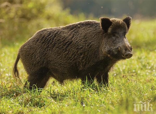 Дивите прасета в Странджанско изчезнаха заради мигрантите