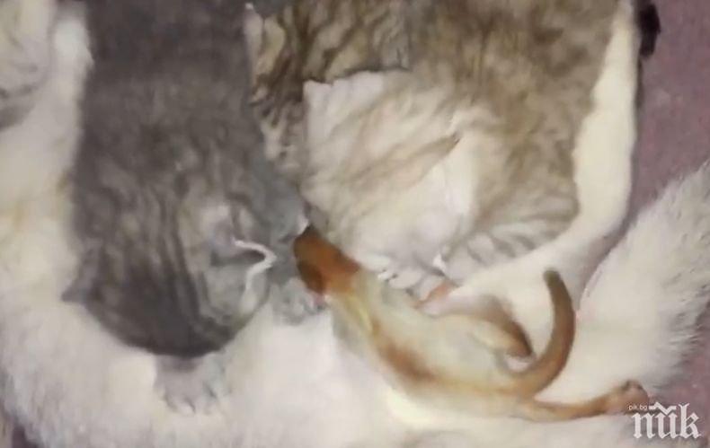 ИЗВЕРГ: Авджия гръмна котка с чифте