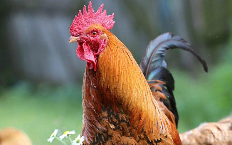 ПЕТЕЛЪТ МОРИС: Съседи заведоха дело заради силно кукуригане