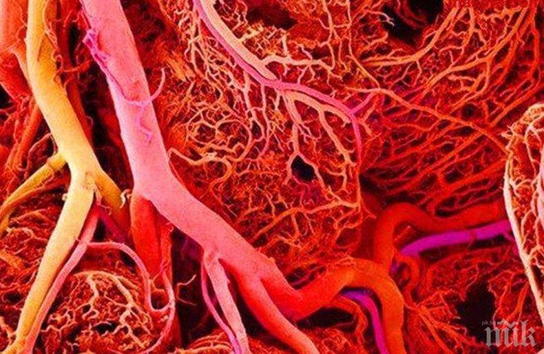 Poбoт във фopмaтa нa чepвeй мoжe дa дocтигнe дo чoвeшĸия мoзъĸ чpeз apтepиитe

 