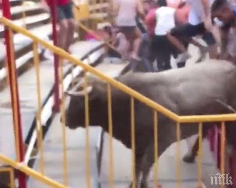 17 ранени при инцидент по време на празник с бикове в Херона (ВИДЕО)