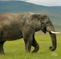 Слон се разходи по улиците на беларуско село