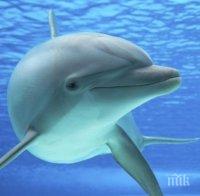 НЕВЕРОЯТНО: Майка делфин „благодари“ на рибари, спасили бебето ѝ (ВИДЕО)