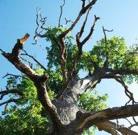 300-годишен дъб възкръсна