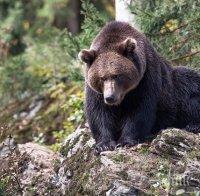 Стръвница разкъсва млади кончета край Дупница