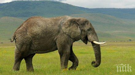 слон разходи улиците беларуско село