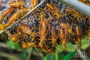 жестоко нападение адвокатка центъра дупница рояк оси нажилиха юлия динева неузнаваемост