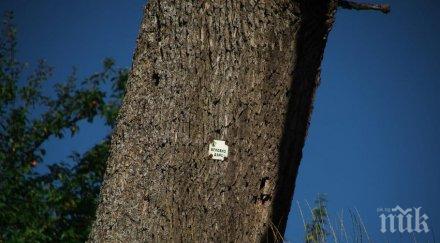 номинираха 300 годишен дъб дърво годината
