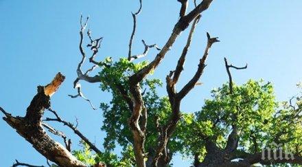 300 годишен дъб възкръсна