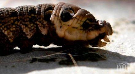 британско семейство откри двора извънземно