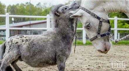 рекорд кон полша признат малкия света