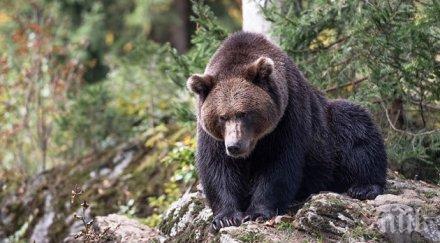 стръвница разкъсва млади кончета дупница