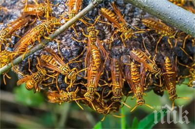 Жестоко нападение над адвокатка в центъра на Дупница! Рояк оси нажилиха Юлия Динева до неузнаваемост