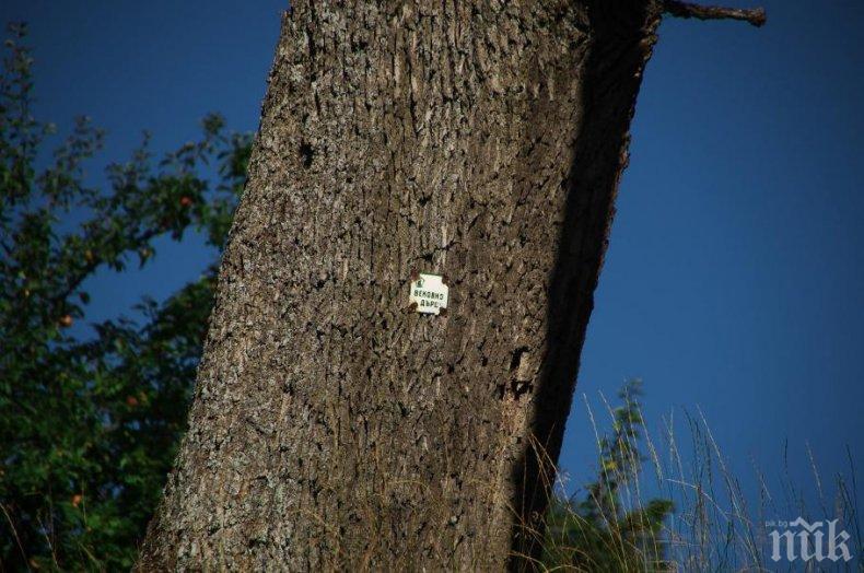 Номинираха 300-годишен дъб за Дърво на годината“