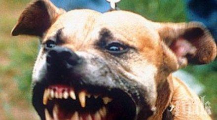 ШОК: Куче наръфа трупа на починалия си стопанин