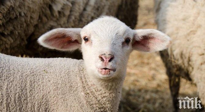 Стадо от 67 овце и кози задигнаха край Добрич
