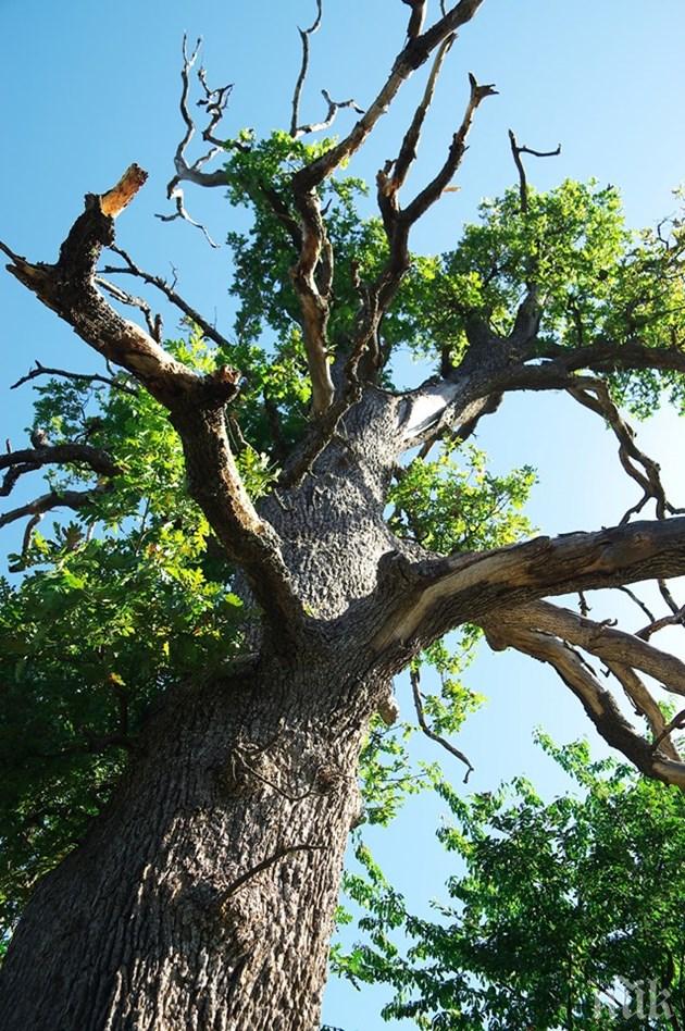300-годишен дъб възкръсна