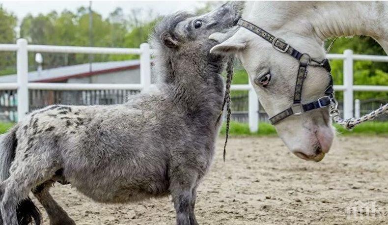 Рекорд: Кон от Полша бе признат за най-малкия в света