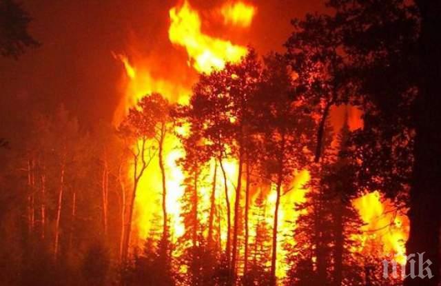 ИЗВЪНРЕДНО: Пожар избухна в гората край язовир Брягово
