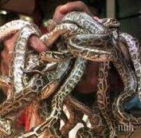 Митничарите във Виена спипаха австриец с 88 змии в куфара си