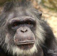 Пощуряло шимпанзе вдигна на крак полиция и ветеринари в Тексас