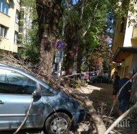 НА КОСЪМ: Дърво потроши кола в София, шофьорът извади луд късмет