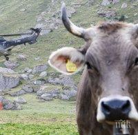 НЕ Е ЗАРАЗА: Студена вода убила в жегите стадо крави край Дупница