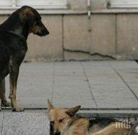 Доброволци броиха бездомните кучета в Пазарджик