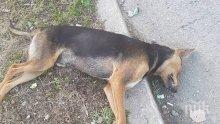 Арестуваха убиец на куче със законни пушки