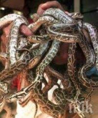 митничарите виена спипаха австриец змии куфара