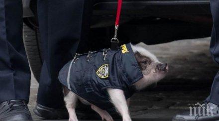 прасета пагон погват наркотрафика русия