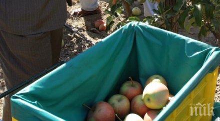 сватбари зарадваха мечките белица ябълки