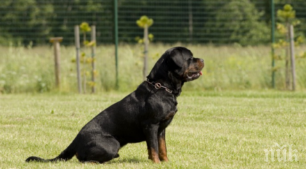 ротвайлер уби бебе атина