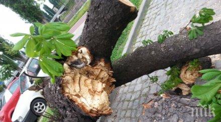 последните минути кестен падна алея кюстендил рани жена