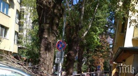 косъм дърво потроши кола софия шофьорът извади луд късмет