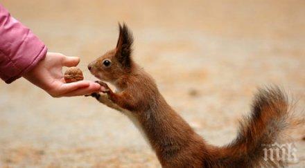 шок ужас трупове катерици осеяха борисовата градина снимка