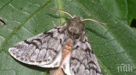 хищна гъсеница опосква боровете