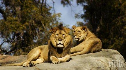 наш учен шокира края века българия развъждат лъвове