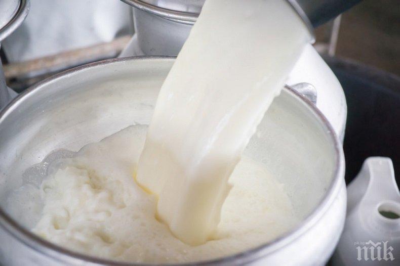 В Китай похапват българско кисело мляко и сирене