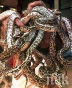 Митничарите във Виена спипаха австриец с 88 змии в куфара си